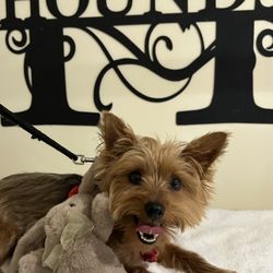 The Hounds - Teeth cleaning for dogs fully awake and comfortable