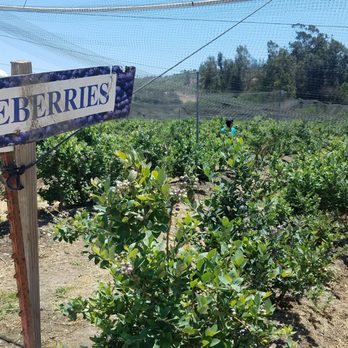 Underwood Farm Market - Fruits & Veggies Near Me - Somis, California Underwood Farm Market - Fruits & Veggies Near Me - Somis, California