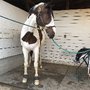 Photo of Willowcrest Stables