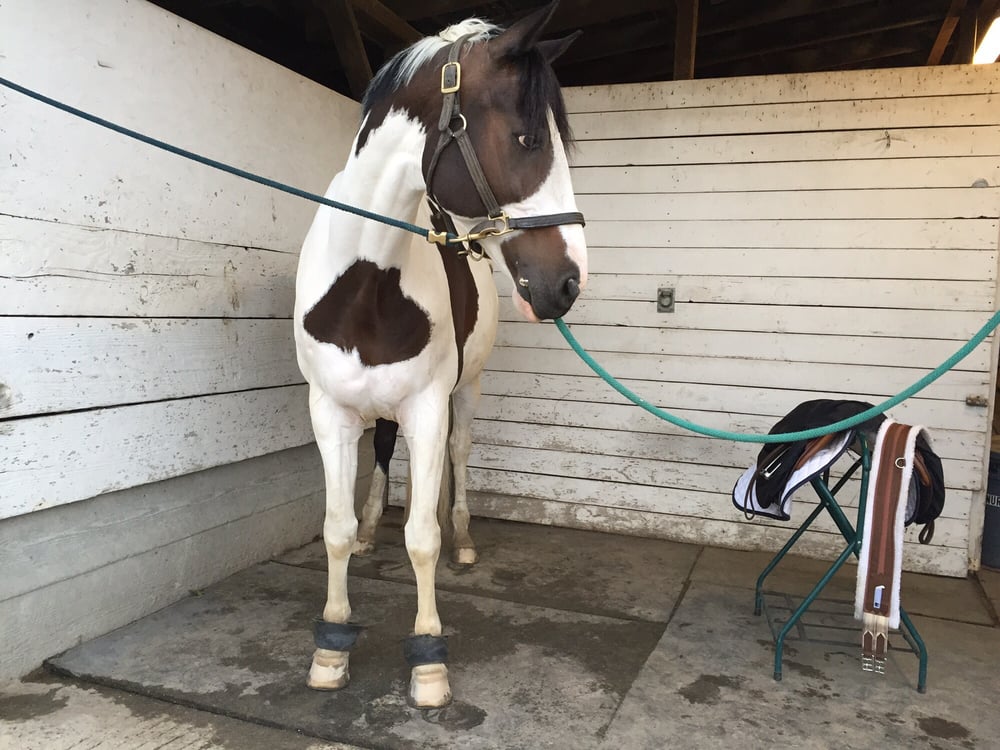 Willowcrest Stables - equestrian in Redmond, WA