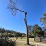 Photo of Super Affordable Tree Service
