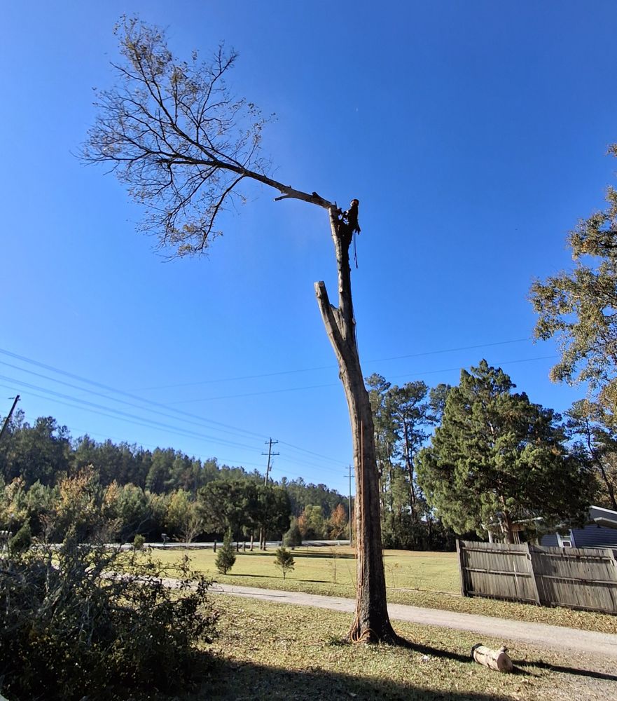 Super Affordable Tree Service - tree service in Charleston, SC