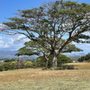 Photo of Kupuohi Disc Golf Course