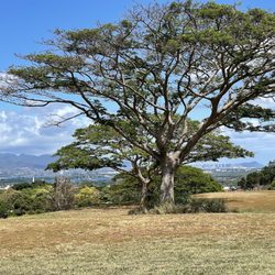 Kupuohi Disc Golf Course