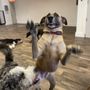 Photo of The Canine Corner