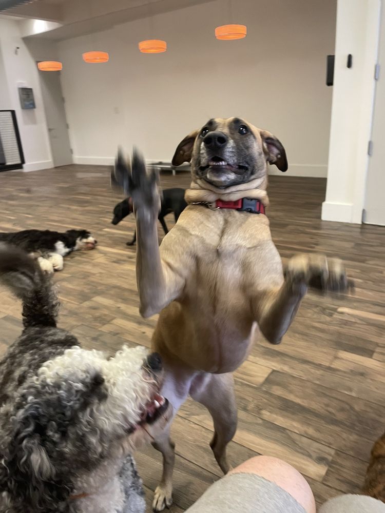 The Canine Corner - pet boarding facility in Brooklyn, NY