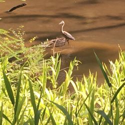 North Raleigh Trail - A lanky wader in the water