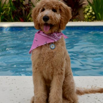 Bark and Purr - Pet Groomers Near Me - Allen, Texas Bark and Purr - Pet Groomers Near Me - Allen, Texas