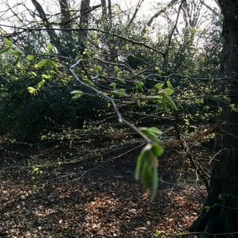 Epping Forest Reserve - Active Life Near Me - London, XGL