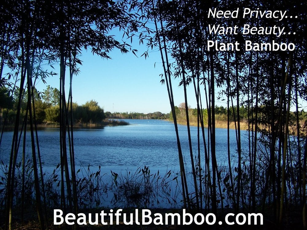 BEAUTIFUL BAMBOO Updated September 2024 18404 SR19, Groveland