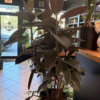 Wicked Plants - Resident Fig Tree - Nurseries & Gardening Near Me - Chicago, Illinois Wicked Plants - Resident Fig Tree - Nurseries & Gardening Near Me - Chicago, Illinois