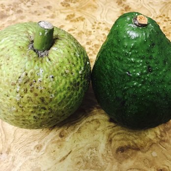 Punahou Carnival - The biggest avocados ever! - Festivals Near Me - Honolulu, Hawaii Punahou Carnival - The biggest avocados ever! - Festivals Near Me - Honolulu, Hawaii