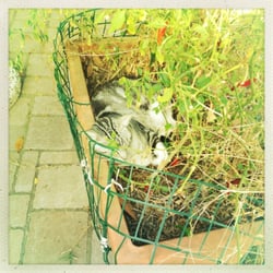 Manuel's Guesthouse - One of the cats, napping in the pepper plant