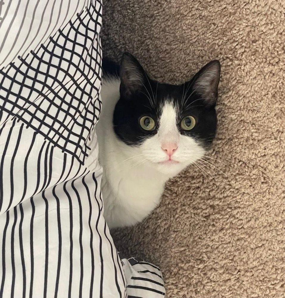 The Nashville Cat Sitters - pet boarding facility in Nashville, TN