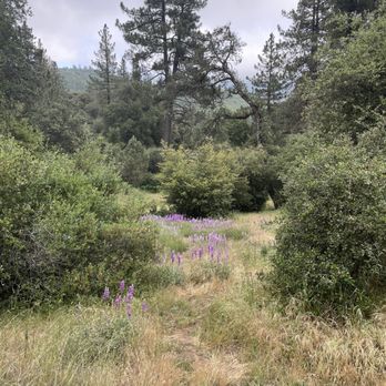 William Heise County Park - Flowers blooming in May - Campgrounds Near Me - Julian, California