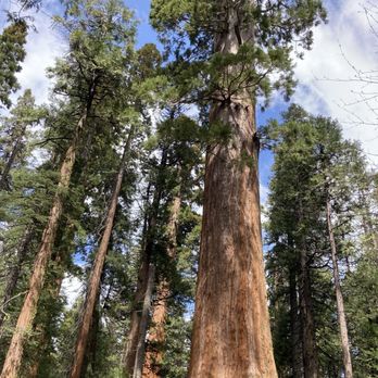 Calaveras Big Trees State Park - Along the North Grove Trail - Parks Near Me - Arnold, California