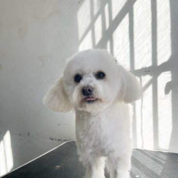Discount Pets - Puppy Cut - Pet Groomers Near Me - Anaheim, California