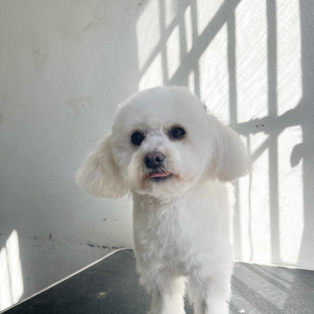 Dog groomed at Discount Pets