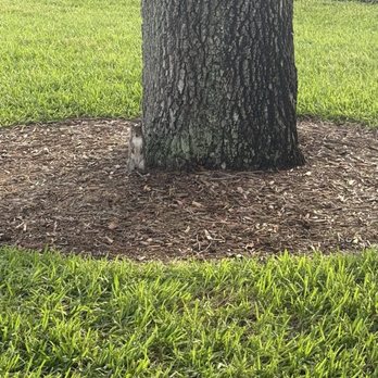 Windmill Park - Squirrels - Dog Parks Near Me - Coconut Creek, Florida Windmill Park - Squirrels - Dog Parks Near Me - Coconut Creek, Florida