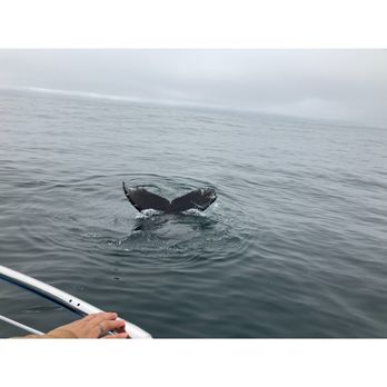 Sanctuary Cruises - Boat Charters Near Me - Moss Landing, California Sanctuary Cruises - Boat Charters Near Me - Moss Landing, California