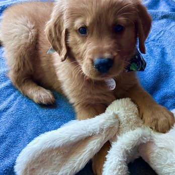 Blessed Goldens - 8.5 weeks - Pet Adoption Near Me