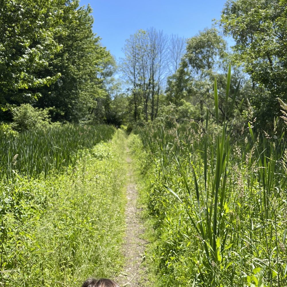 Whitebrook Nature Area - The trail started our narrow and overgrown, with some pretty sizable divots in the ground. - Parks Near Me - Fairport, New York Whitebrook Nature Area - The trail started our narrow and overgrown, with some pretty sizable divots in the ground. - Parks Near Me - Fairport, New York