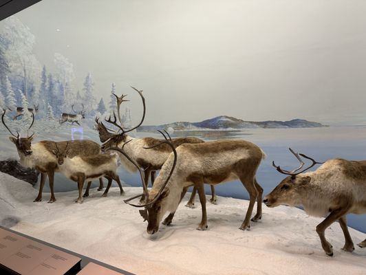 Canadian Museum of Nature / Musée canadien de la nature by null