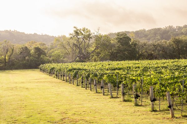 Driftwood Estate Winery by null