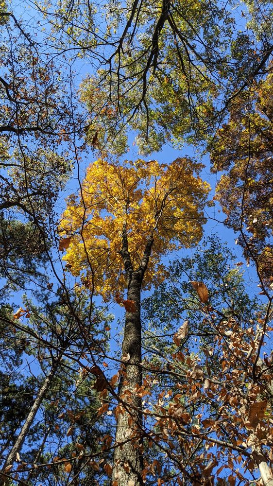 HOOSIER NATIONAL FOREST Updated August 2024 28 Photos 811