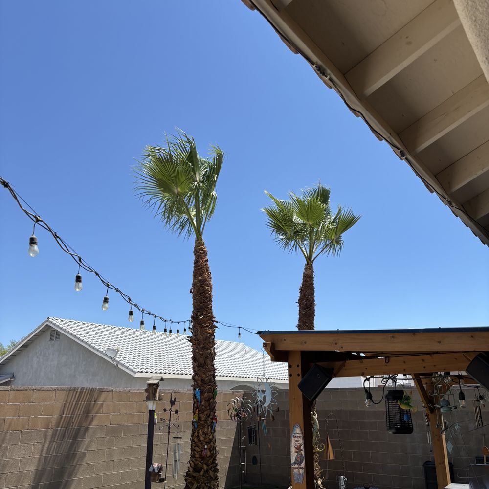 2 palms back yard 2 palms back yard