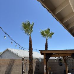 Nextlevel Landscape & Tree Care - 2 palms back yard