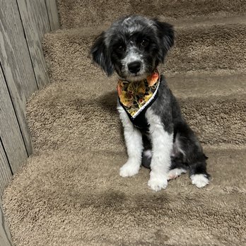 Oh My Dog Grooming - After haircut by Tami - Pet Groomers Near Me - Sturgis, Michigan Oh My Dog Grooming - After haircut by Tami - Pet Groomers Near Me - Sturgis, Michigan