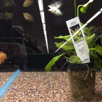 Walmart - Dead fish. - Department Stores Near Me - Rancho Cucamonga, California Walmart - Dead fish. - Department Stores Near Me - Rancho Cucamonga, California