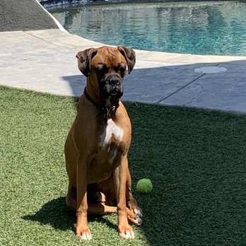 K9 Intuition Dog Training - Max - Pet Training Near Me - Acton, California K9 Intuition Dog Training - Max - Pet Training Near Me - Acton, California