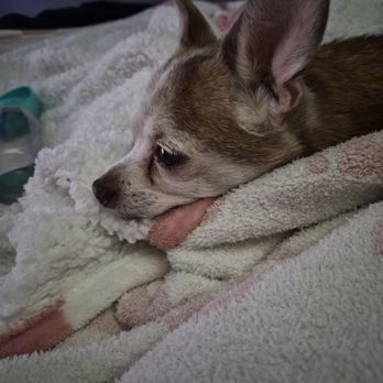 All Animal Hospital of Tupelo - Here is a pic of our little baby feeling much better. - Veterinarians Near Me - Tupelo, Mississippi All Animal Hospital of Tupelo - Here is a pic of our little baby feeling much better. - Veterinarians Near Me - Tupelo, Mississippi