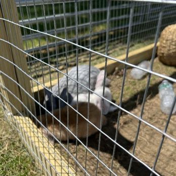 Conant Apple Orchards - Bunnies - Farms Near Me - Etna, Maine