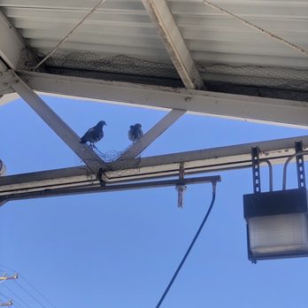 Clean Machine - Birds in roof rafters nesting and shitting on my clean car. - Car Wash Near Me - Belmont, California