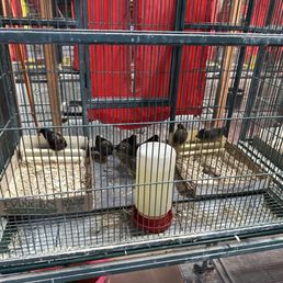 Button Quails for sale 12.95, I bought two.