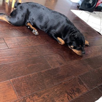 Performance K9 Training - Nova at 16 mos - Pet Training Near Me - Bonsall, California Performance K9 Training - Nova at 16 mos - Pet Training Near Me - Bonsall, California