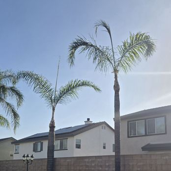 Alejandro's Tree Service - After - Tree Services Near Me Alejandro's Tree Service - After - Tree Services Near Me