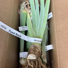 Iris' received!