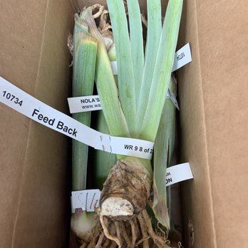 Nola's Iris Garden - Iris' received! - Nurseries & Gardening Near Me - San Jose, California