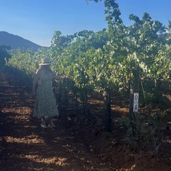 Vinos Emevé