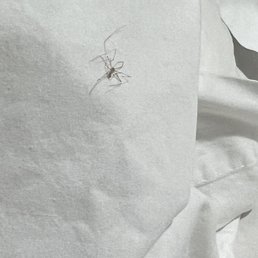 Dead spider on pillow Dead spider on pillow