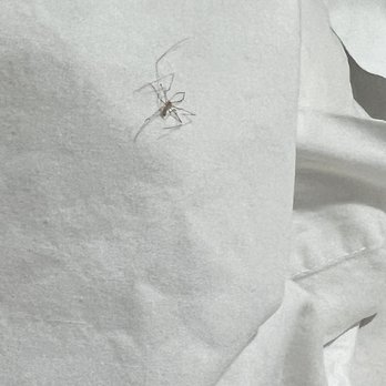 Motel 6 Carlsbad North - Dead spider on pillow - Hotels Near Me - Carlsbad, California Motel 6 Carlsbad North - Dead spider on pillow - Hotels Near Me - Carlsbad, California