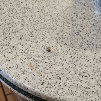 China Super Buffet - Close up picture of a dead bug on a countertop near the sauce-crusted ketchup sauce pumps - Chinese Near Me - Stanton, California