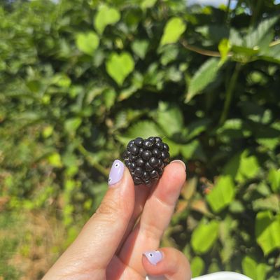 Jaemor Farms by null