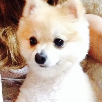 PetSmart Grooming - The type of haircut she normally gets - Pet Training Near Me - Towson, Maryland