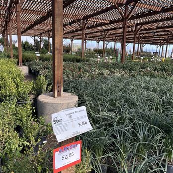 Star Nursery - Nurseries & Gardening Near Me - North Las Vegas, Nevada Star Nursery - Nurseries & Gardening Near Me - North Las Vegas, Nevada