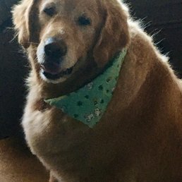 O'Belle groomed and ready for St Patrick's Day!